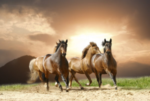 horses in summer